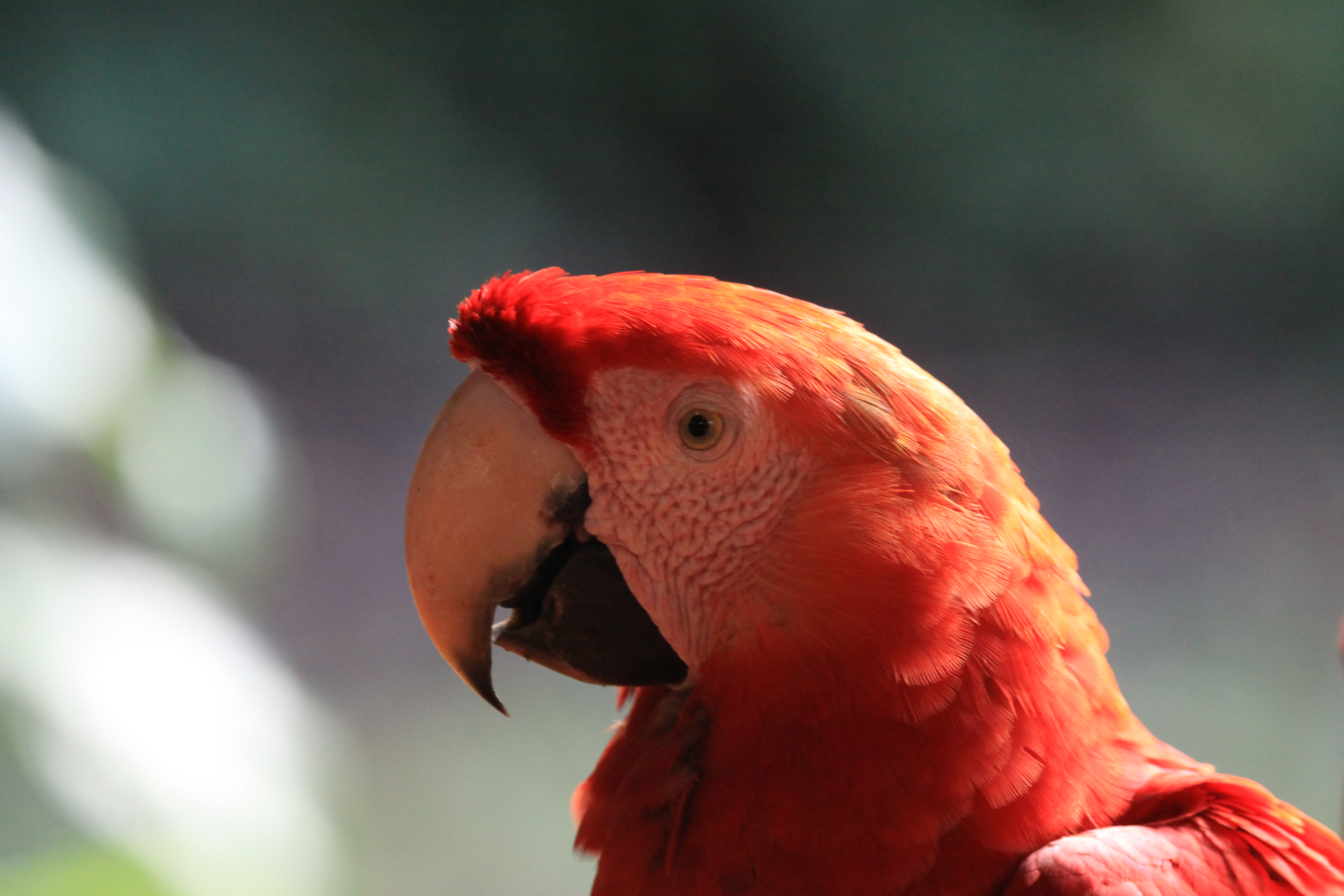 Days 12-16 Peru – Peurto Moldonado and Into the Jungle We Go.  20 Years of Marriage!