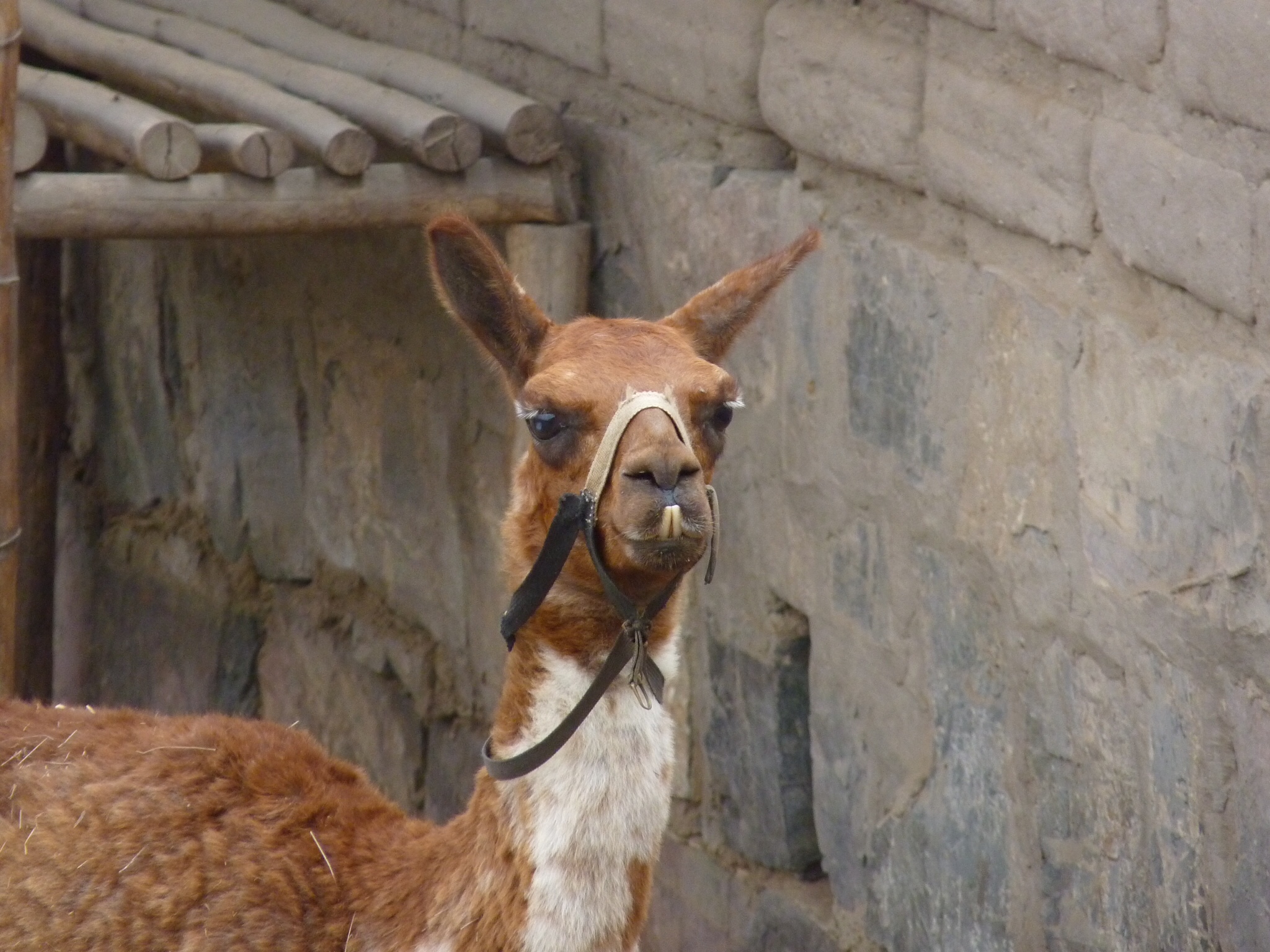 Day 2 Peru – Lima, Pachacamac, and Bridge of Sighs