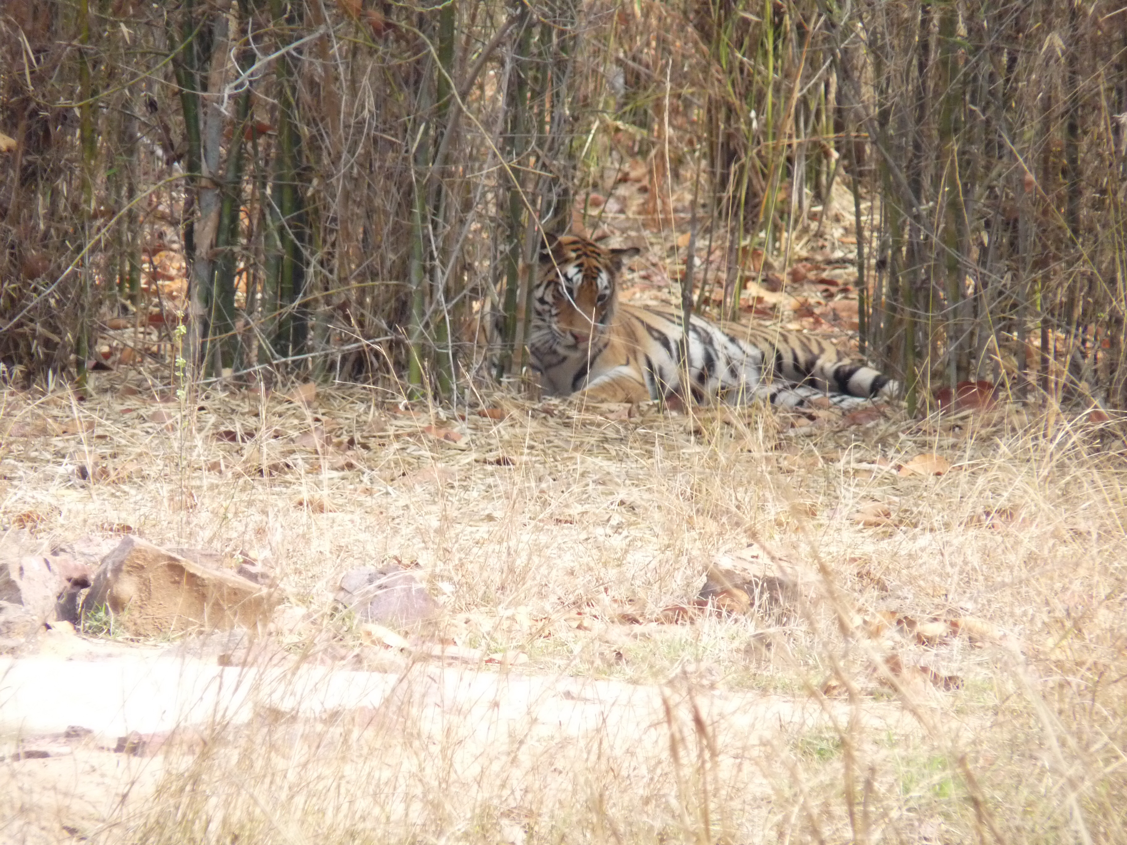 India Day 13 – Tea with Tigers and off to Khajuraho