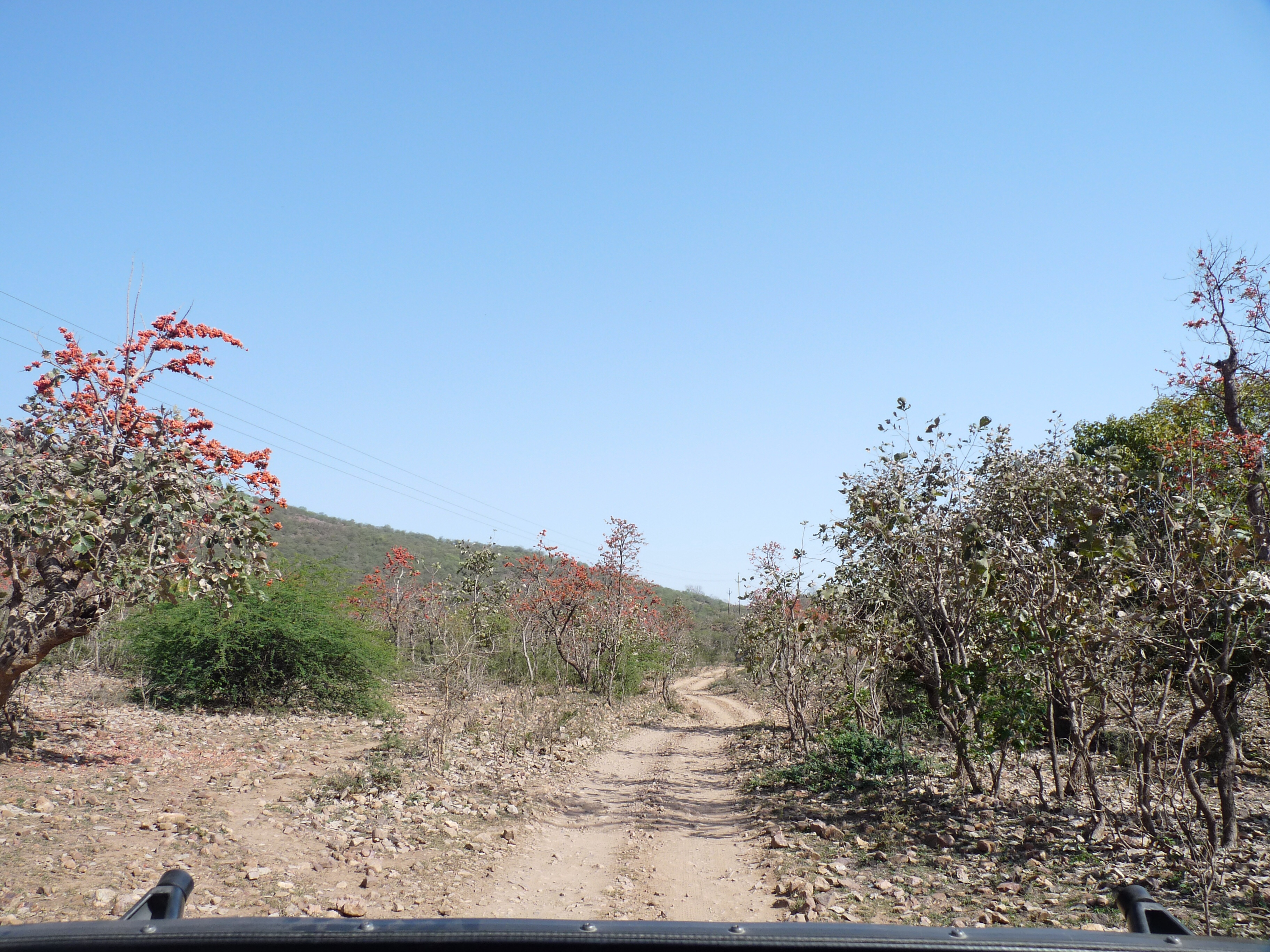 India Day 7 – Drive Day But Driving to See Tigers!