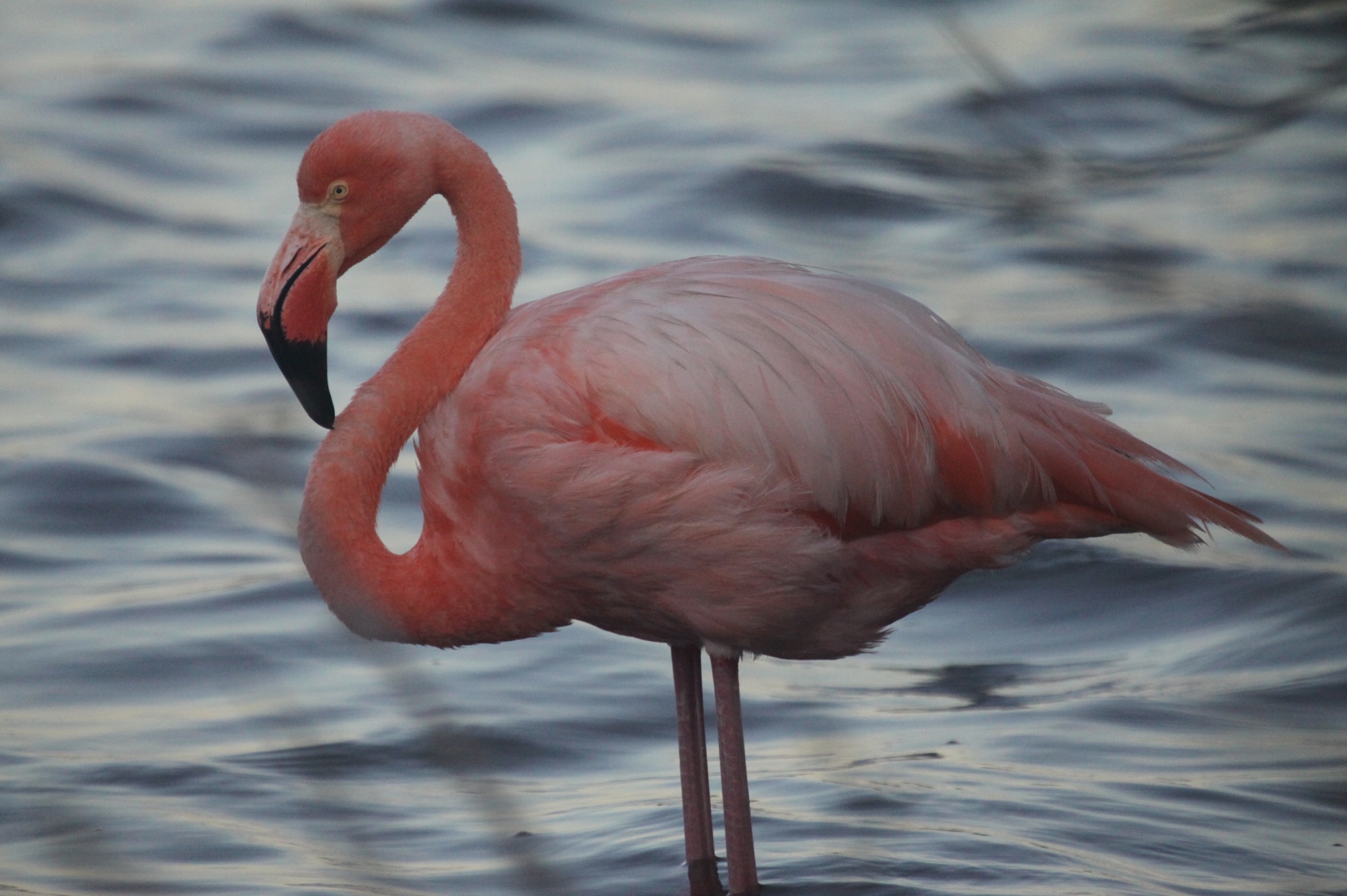 Ecuador Day 20 – Cruise Day 7 – Floreana and Santa Cruz