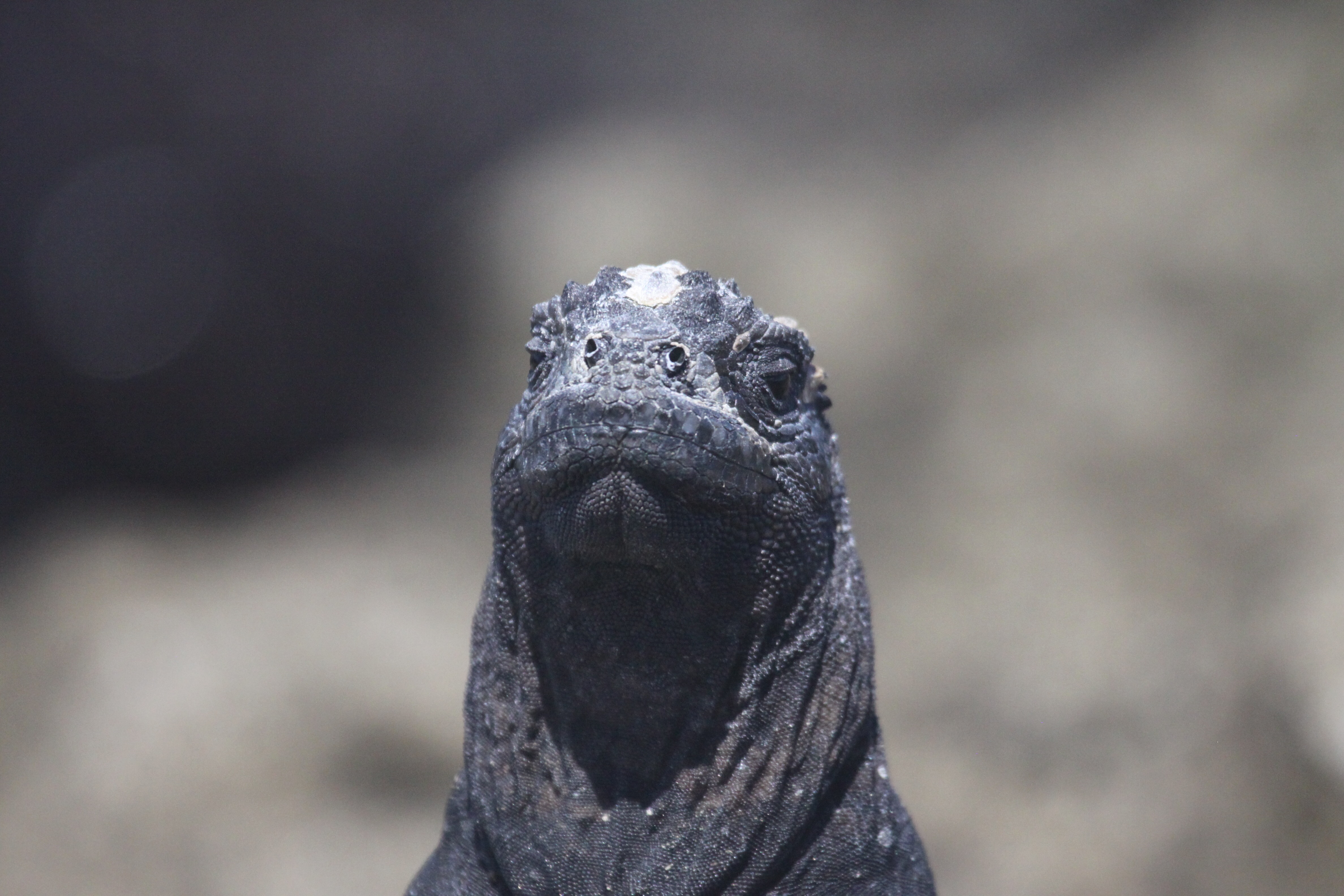 Day 11 Ecuador – Iguanas, Snorkelling and Boobies