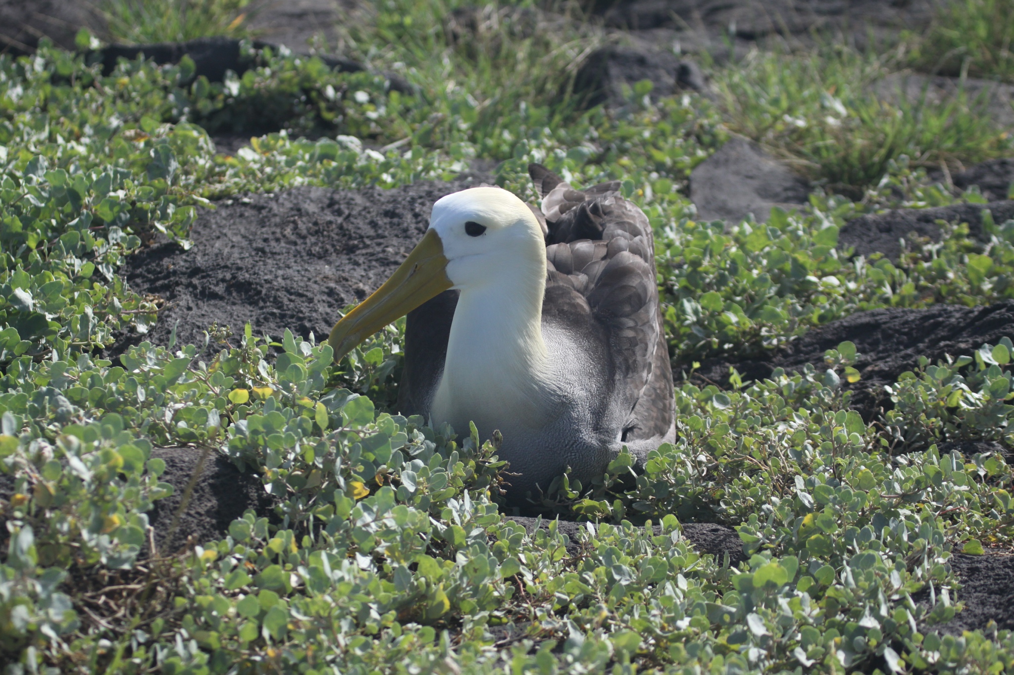 Ecuador Day 19 – Cruise Day 6 – Albatross and Boobies