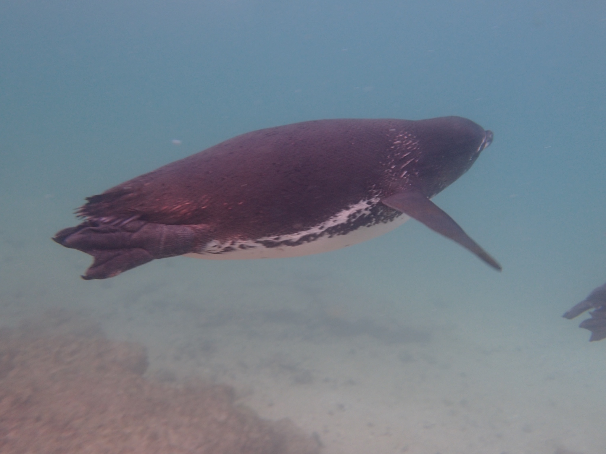 Ecuador Day 16 – Cruise Day 3 – Penguins and sea lions