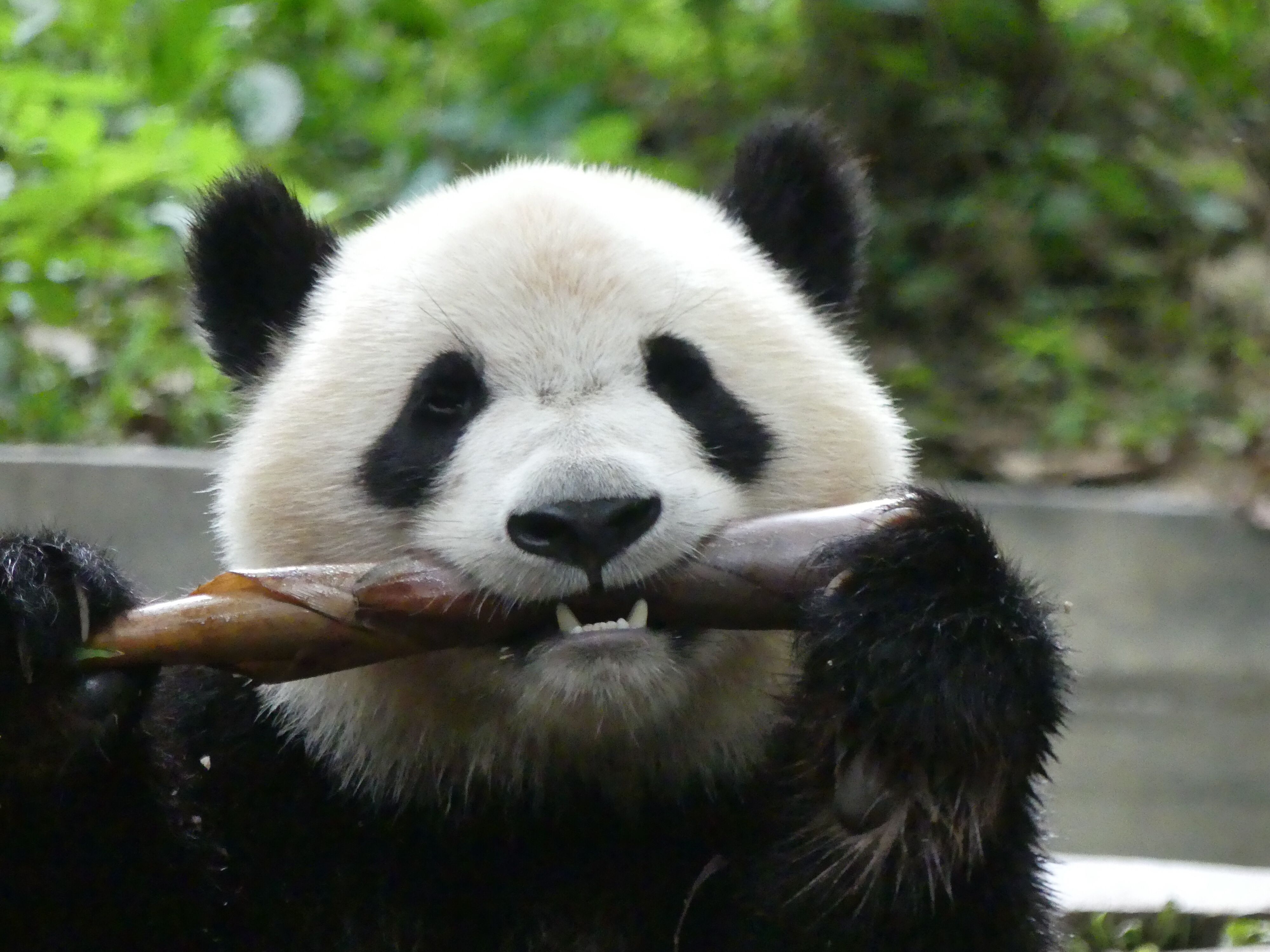 China 2018 Day 9 – Panda Time!