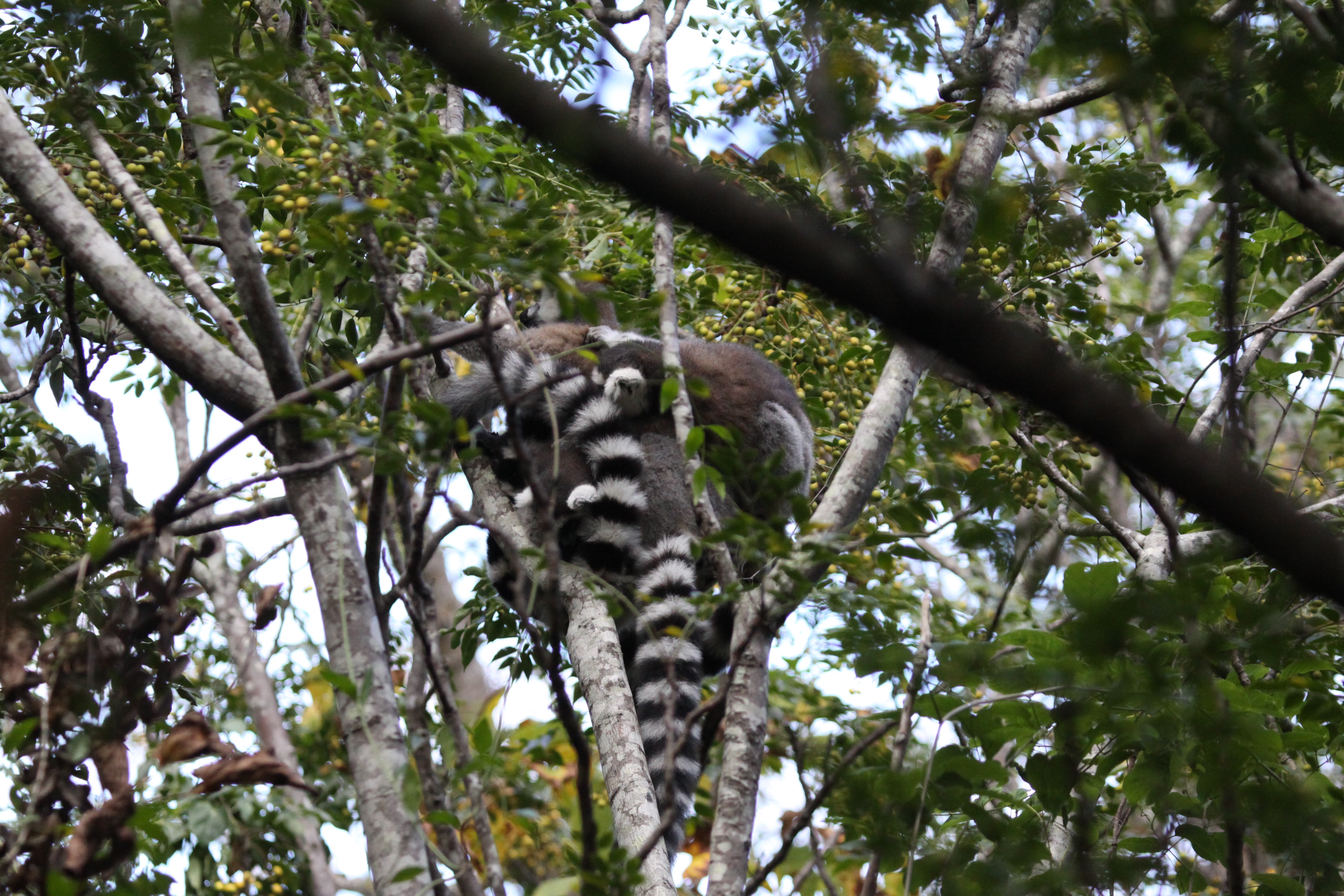 Madagascar Day 10 – A Conspiracy of Lemurs