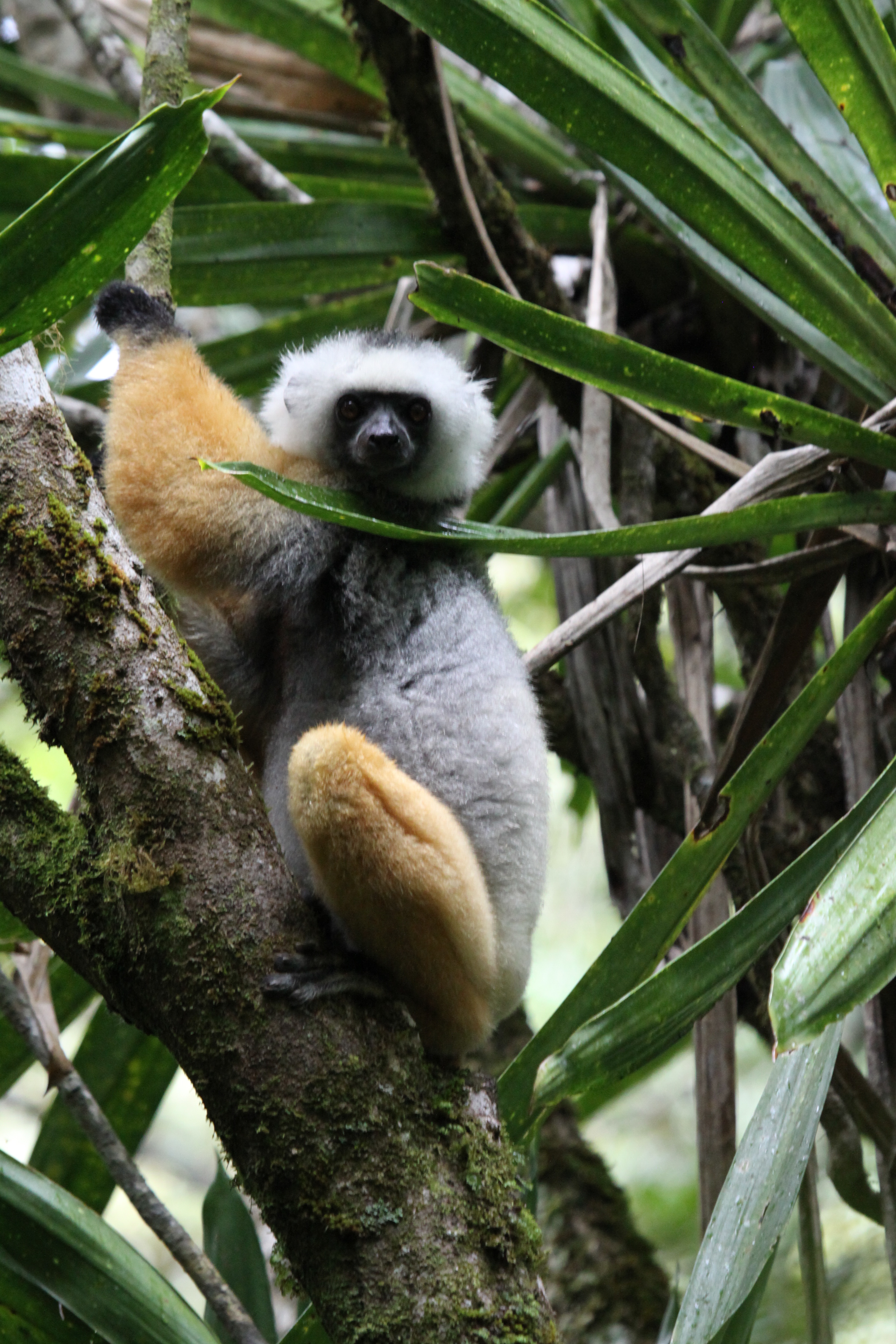 Madagascar Day 6 – Andasibe to Antsirabe and Lemurs