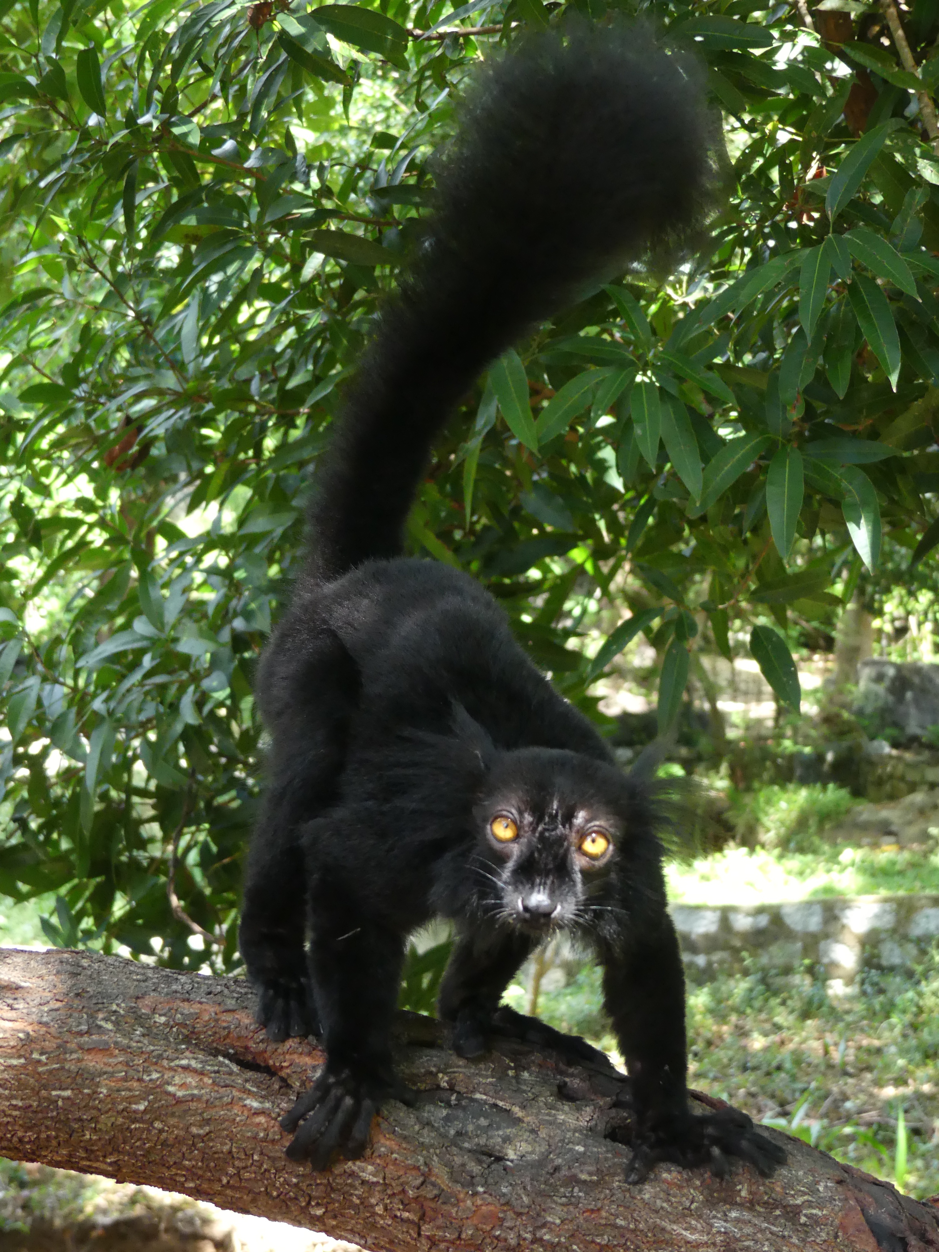 Madagascar Day 21 – Nosy Komba & Nosy Tanikely