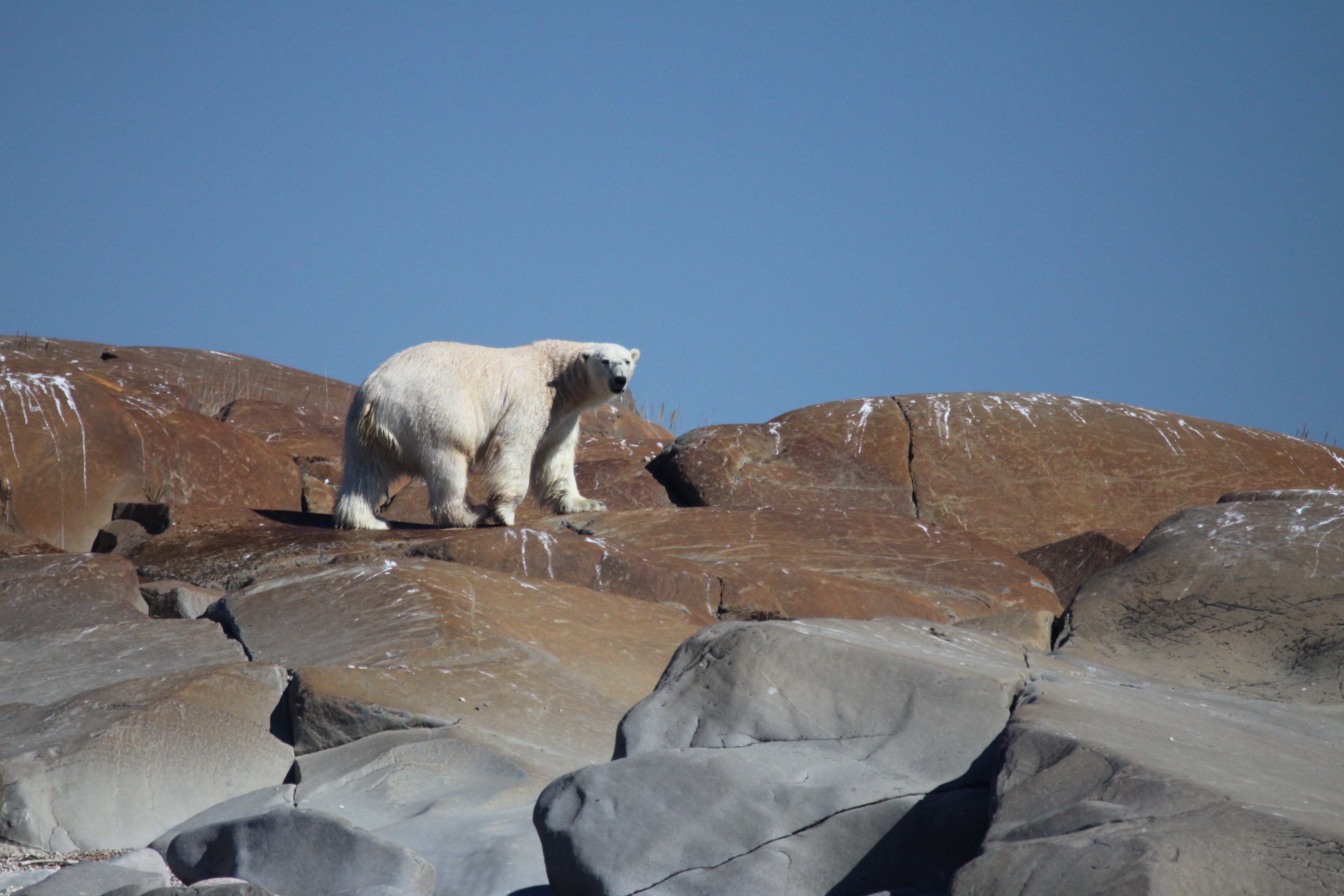 Hudson Bay Boat Trip