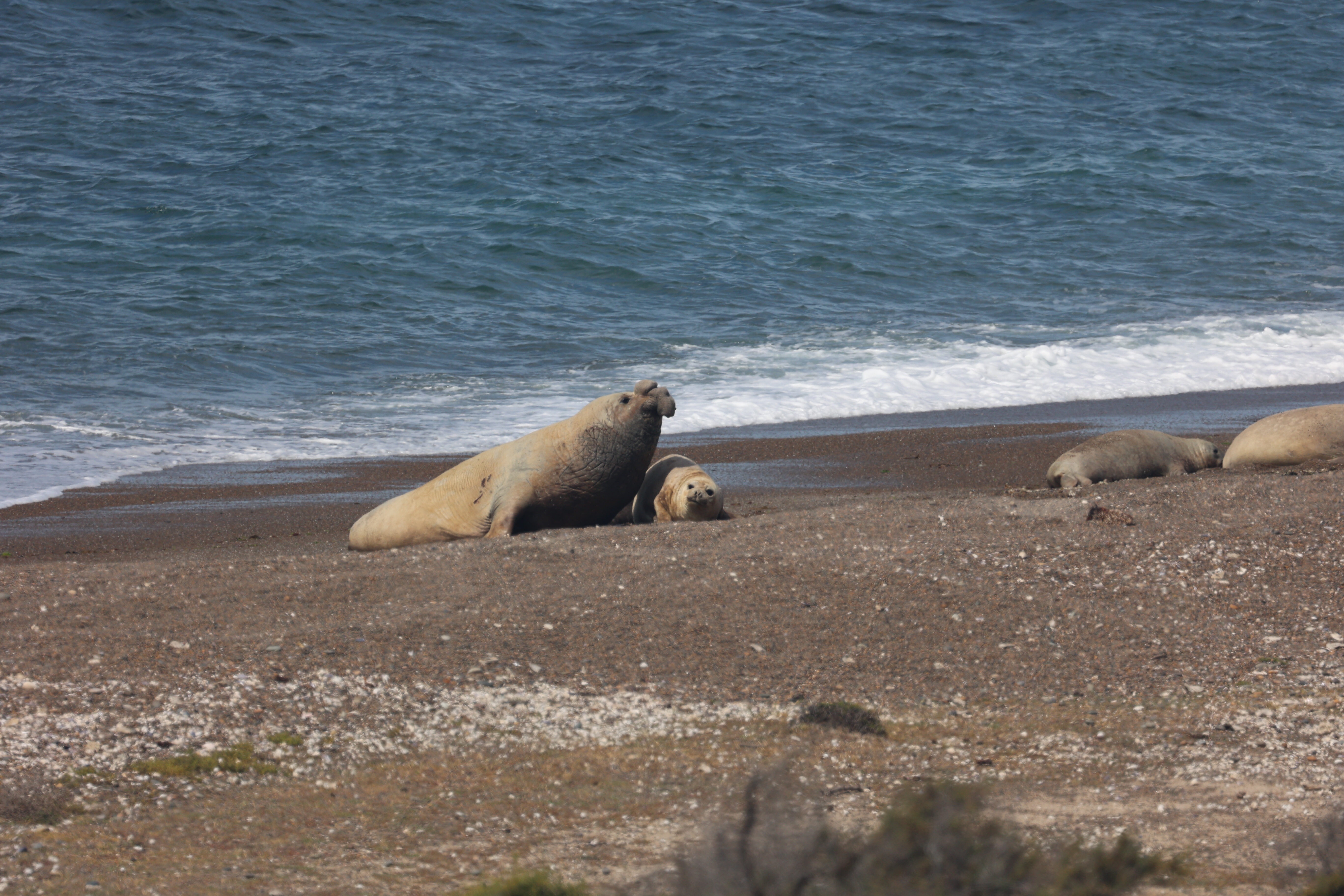 Argentina Day 5 & 6 – Valdés Peninsula Day 2