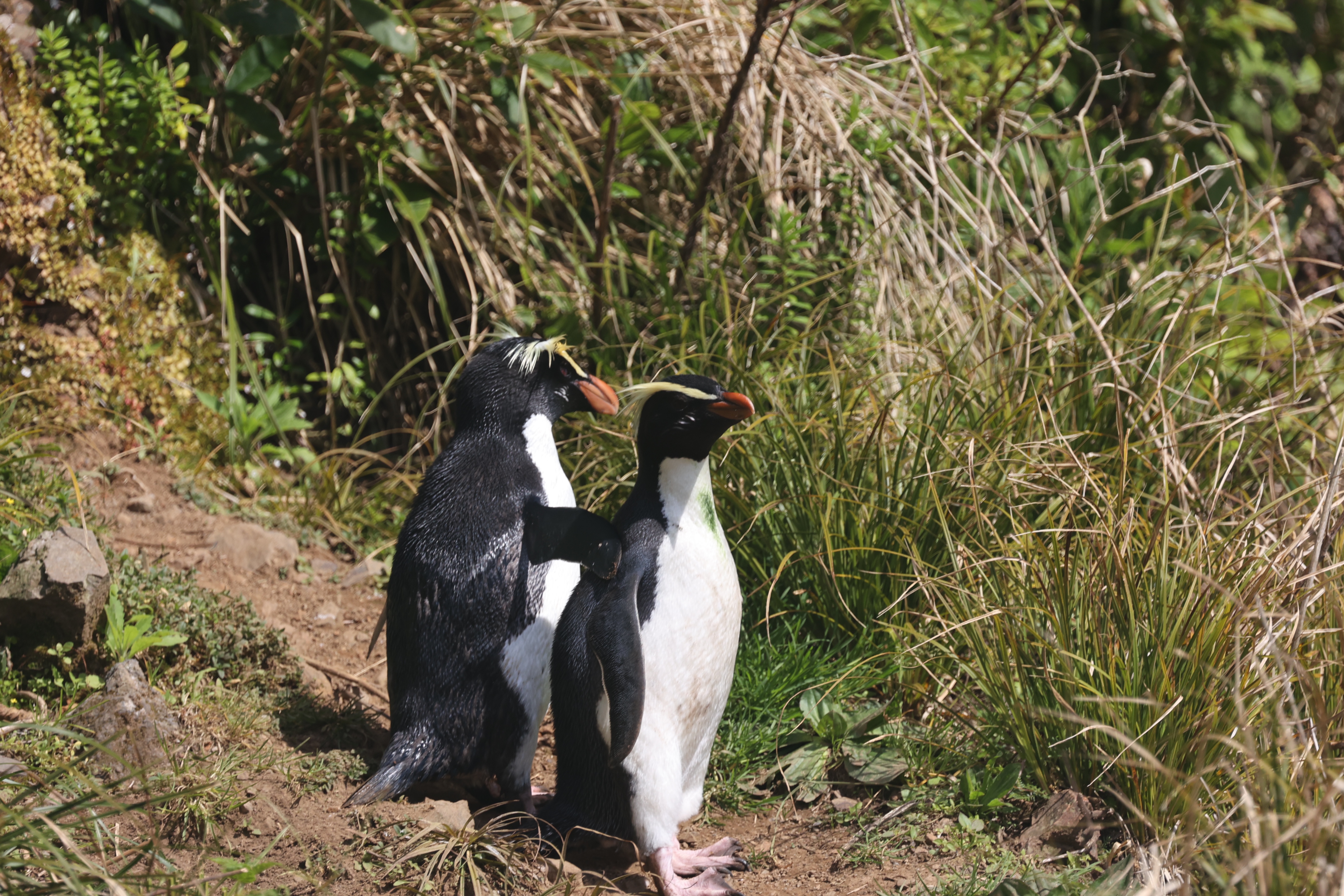 Tawaki Penguins