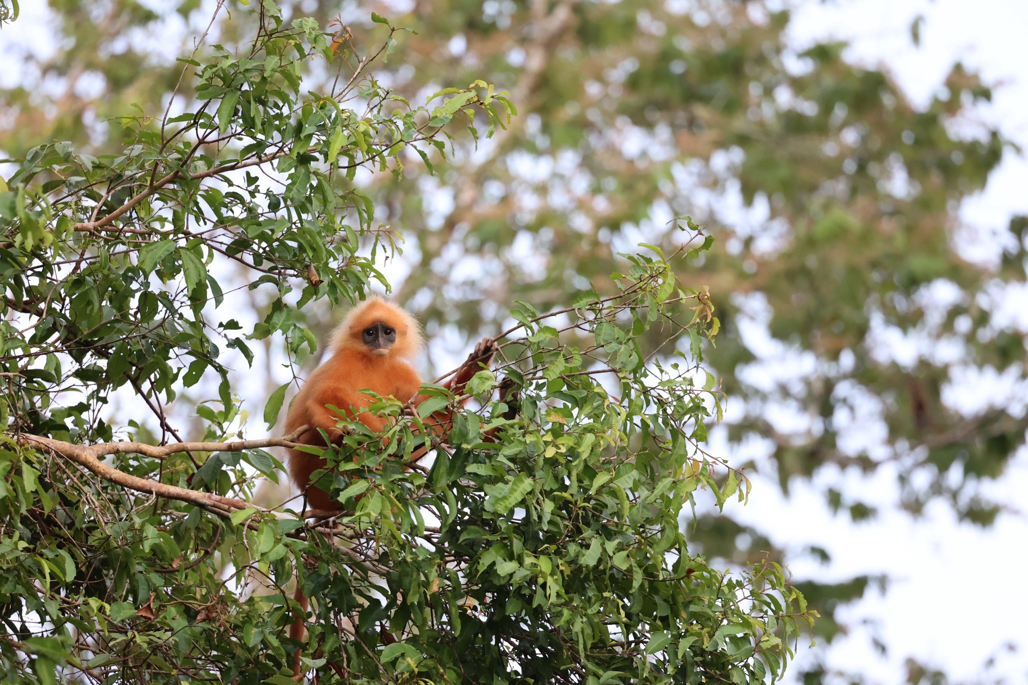 Kinabatangan River Part 3 – Monkeys and Other Interesting Beasts