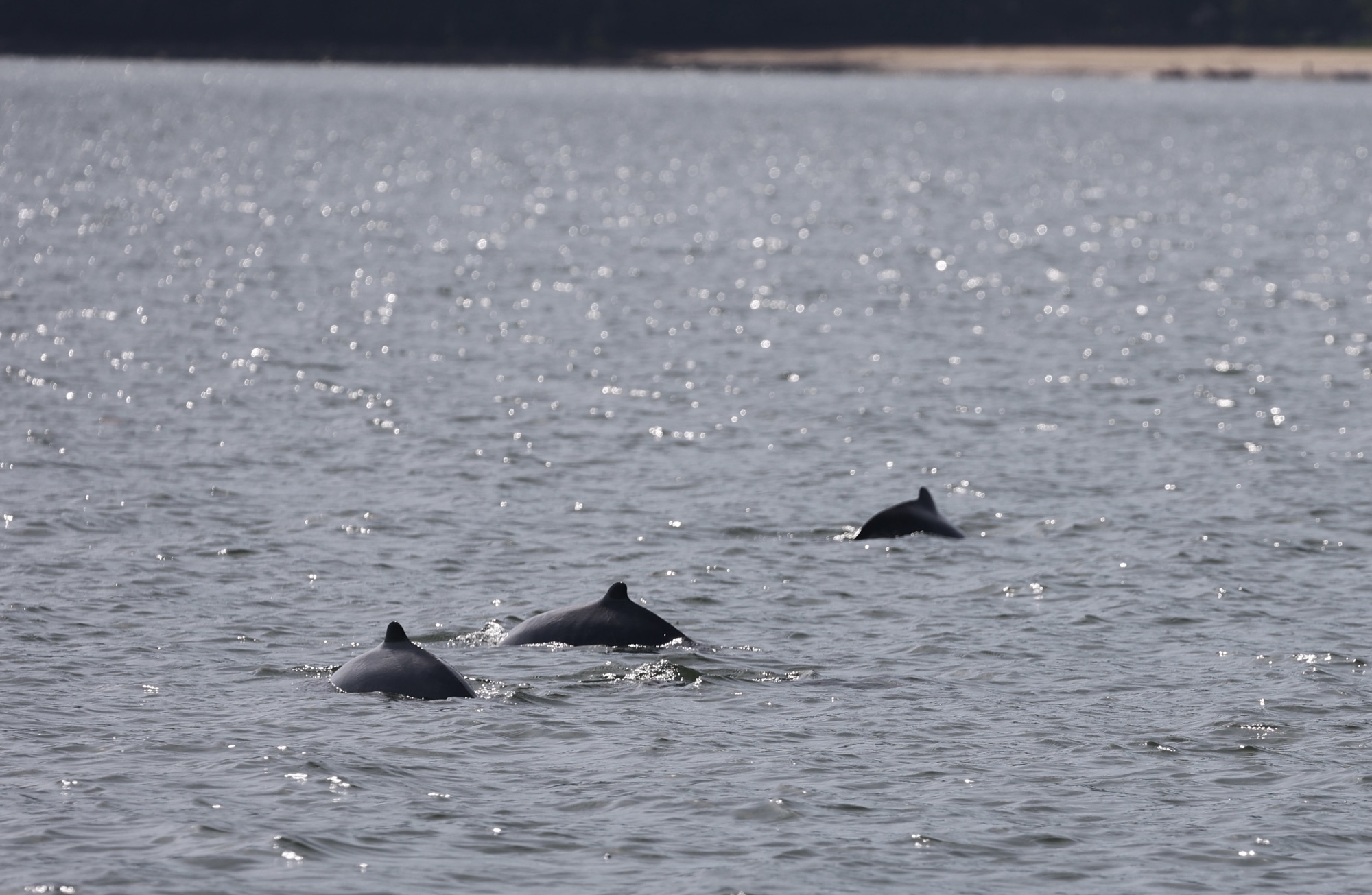 Kuching Day 2 – Dolphins and Blow Darts