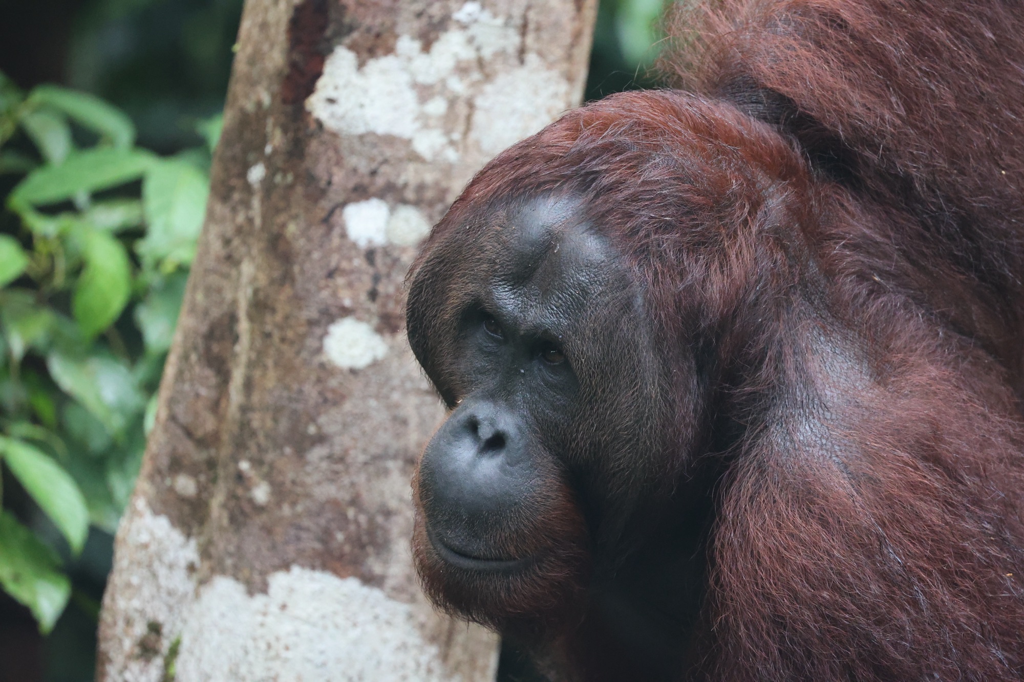 Kuching Day 3 – Orangutans and Village Longhouse Lunch.