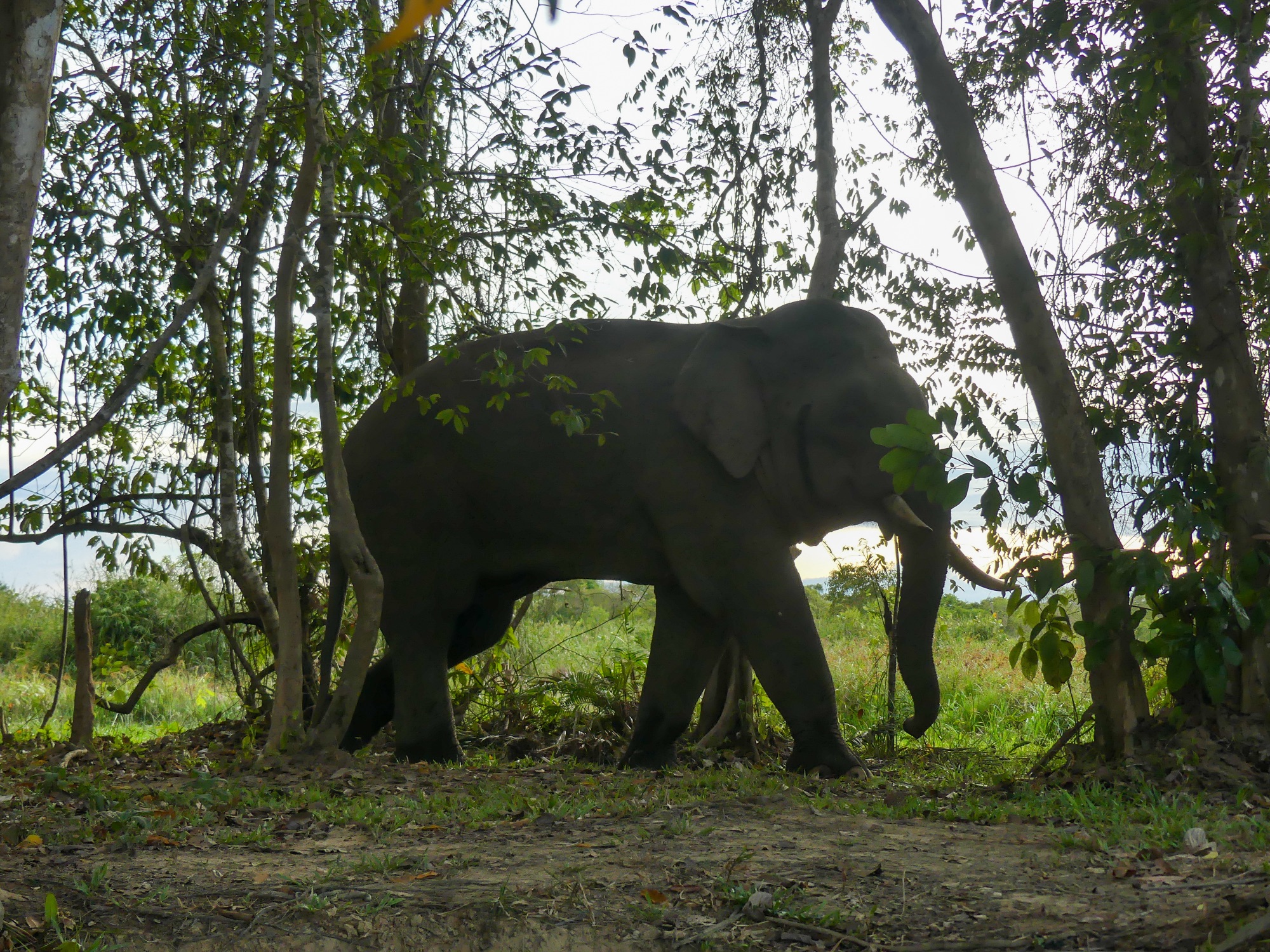 Kinabatangan and our 30th Wedding Anniversary.