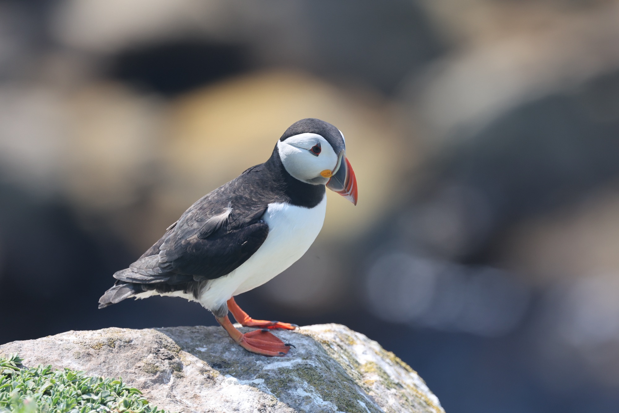 Day 7 – Great Saltee Island (Puffin Tour)