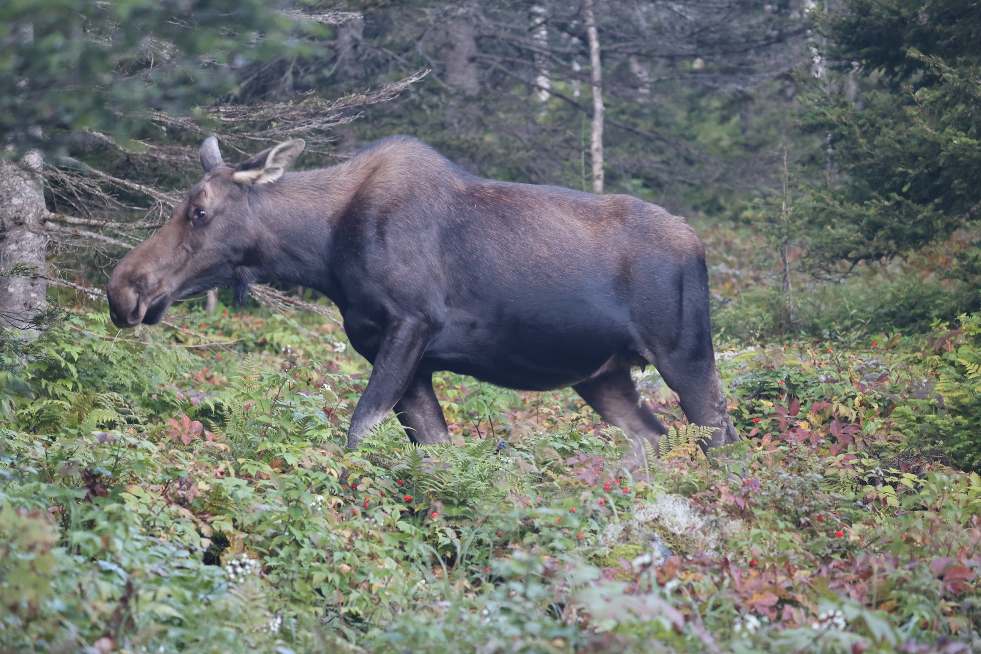 Gaspesie National Park